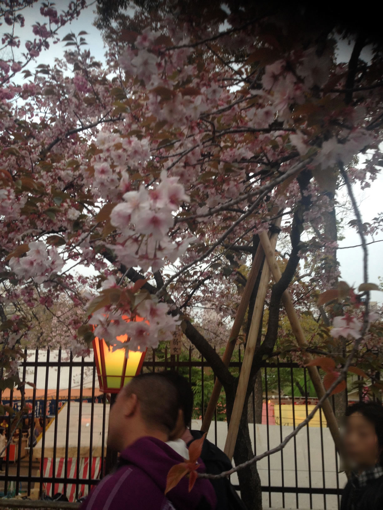 2014年の造幣局桜の通り抜け29 2014年の造幣局桜の通り抜け29